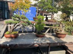 -陈家山荷花公园