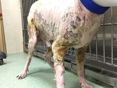 -康乐宝动物医院