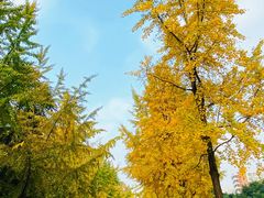 -四川大学(望江校区)