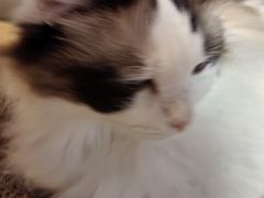 -白兔子密室(长寿路店)