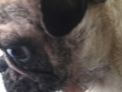 -瑞鹏瑞爱宠物医院·全科·猫科·血液透析中心(龙头寺店)