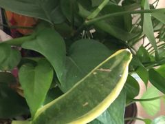 -索菲亚衣柜橱柜家具全屋定制(汶水红星店)