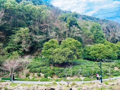 -灵隐飞来峰景区