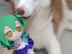 -星多哈·狗咖·拼豆·咖啡