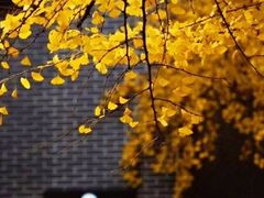 -四川大学(华西校区)