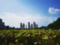 -前关湿地公园