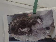 -瑞派康怡24h宠物医院·犬猫医疗中心·微创绝育(瑞景分院)