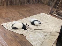 景点-成都大熊猫繁育研究基地