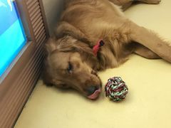 -芭比堂动物医院·犬猫全科·异宠专科(雁塔分院)