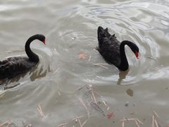 -上海野生动物园老虎餐厅