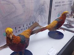 -吉林省自然博物馆
