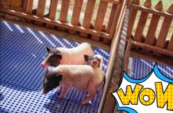 -萌宠亲子动物乐园(槐房万达店)