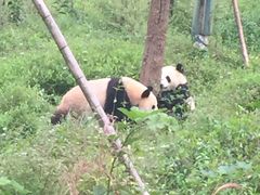 -中国大熊猫保护研究中心雅安碧峰峡基地