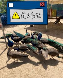 -萌宠亲子动物乐园(槐房万达店)