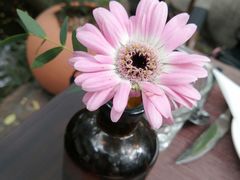 -Golden Lily河内巴黎法越料理餐厅(建国西路店)