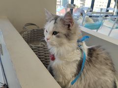 -怪兽屋·羊驼·猫咖·狗咖(俊华广场店)