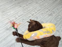 -喵屿·大理花园猫咖