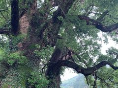 -杨家堂村