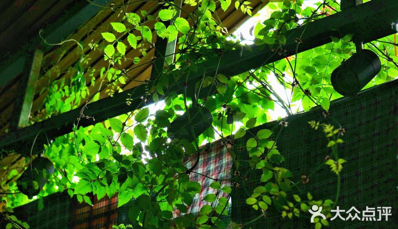 成都下午茶｜森林木屋的悠闲