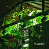 成都下午茶｜森林木屋的悠闲