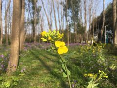 -昆山城市生态森林公园