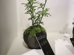 -植觉