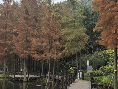 -重庆彩云湖湿地公园