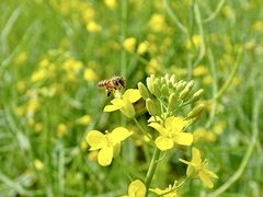 -光明小镇欢乐田园