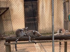 -合肥野生动物园