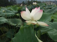 -古田会议纪念馆