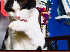 Anne猫窝咖啡屋-Anne猫窝咖啡屋