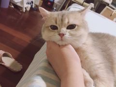 -东方名猫馆·英短金渐层布偶猫舍(环线广场1号楼店)