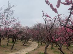 -无锡梅园公园