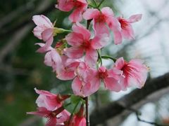 -天适樱花悠乐园