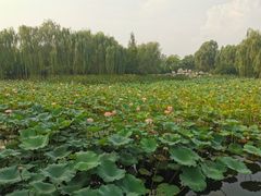 -东升八家郊野公园