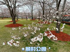 -顾村公园