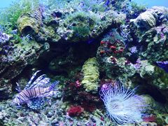 -御唐府海珊瑚主题餐厅