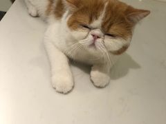 -飞行喵MR PILOT|猫舍·猫咖(静安大融城店)