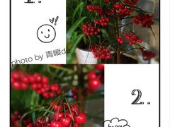 -秦美花卉(天朗·莱茵小城2期店)