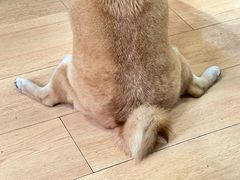 -是阿柴呀！柴犬咖啡·爱喵喵猫咖