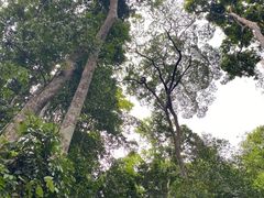 -西双版纳原始森林公园