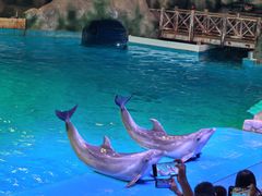 -芜湖新华联大白鲸海洋公园