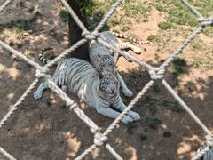 -西霞口神雕山野生动物世界