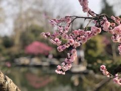 -梅花山(明孝陵内)