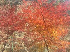 -崂山巨峰游览区