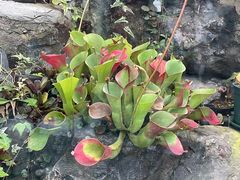 -国家植物园南园