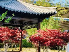 -莲花池公园