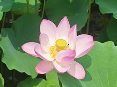 -荷塘月色湿地公园·向阳花洲