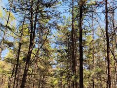 -帽儿山国家森林公园