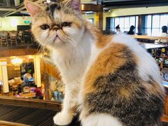 -more than meow吴止猫主题餐厅(承德 中船汇店)